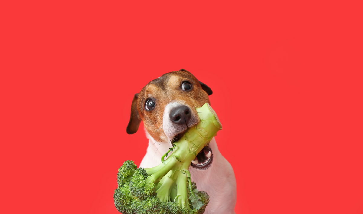 Is Broccoli Safe For Dogs To Consume? Here's What You Should Know Dr Woow