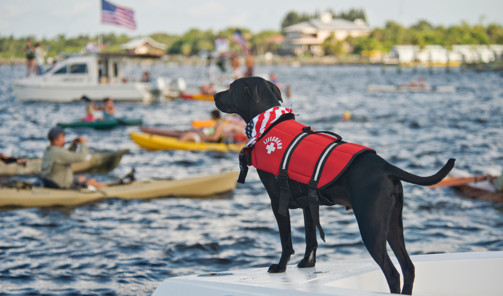 5 Best Ways to Support Your Dog for the 4th of July