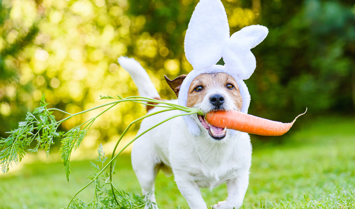 Are Carrots Good For Dogs Teeth? Dr Woow