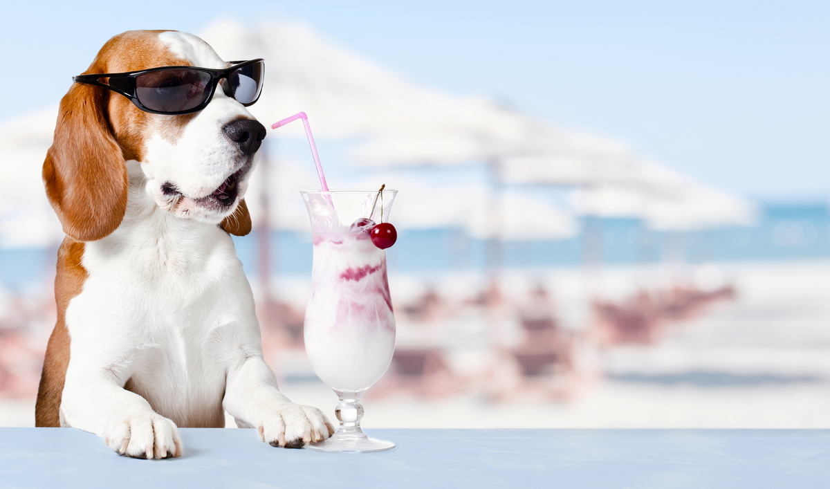 Can dogs have clearance plain greek yogurt