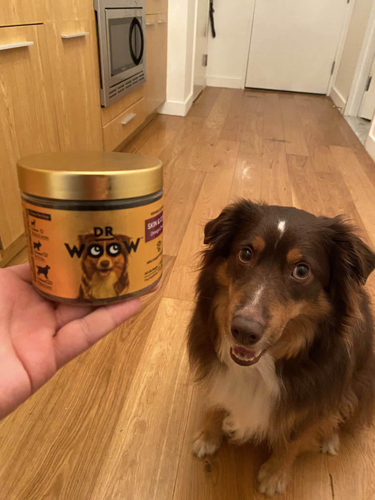 Dr Woow skin chew with dog eating it to help with prone shed coats in the kitchen of a house
