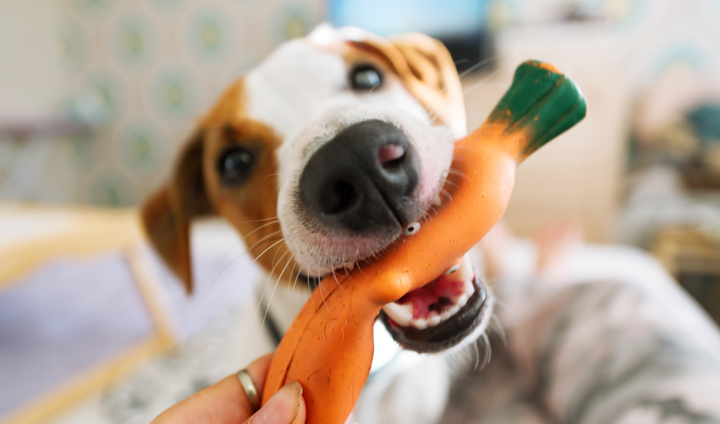 Dog eating a carrot toy