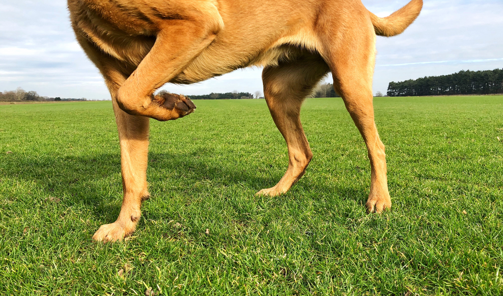Best Hip and Joint for dogs | Dr Woow