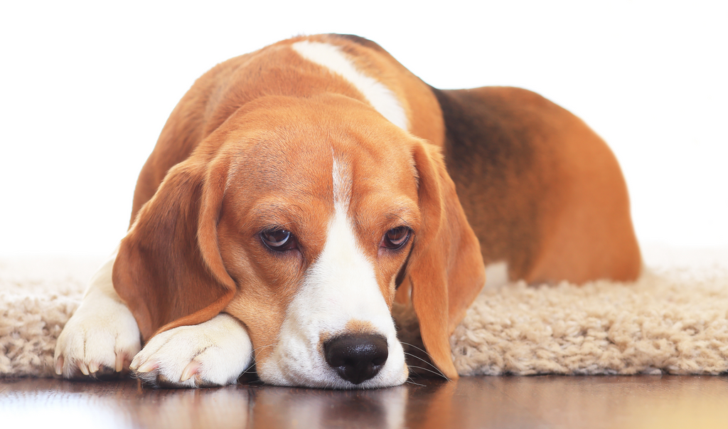 What to do if your dog has an upset stomach or vomiting 