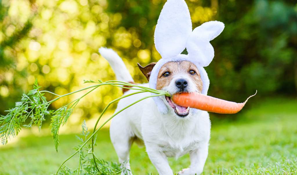Dog eating carrot for better dental health