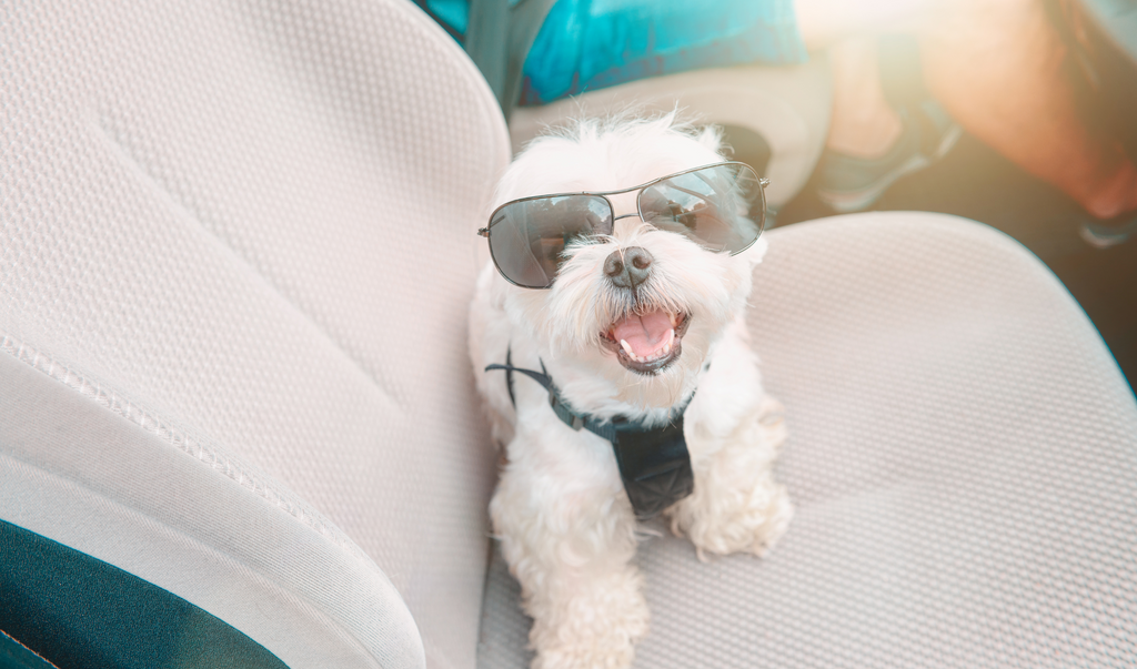 Traveling with your Pooch? Here are some tips: