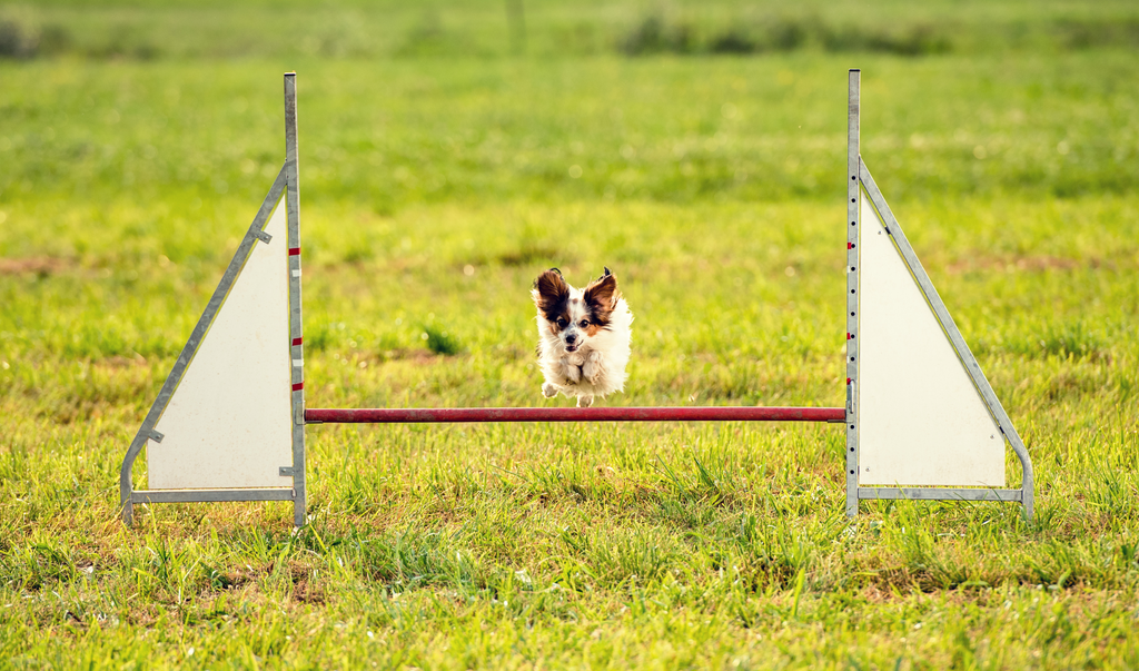 Dog Jumping, Dog Training, Dog Tips