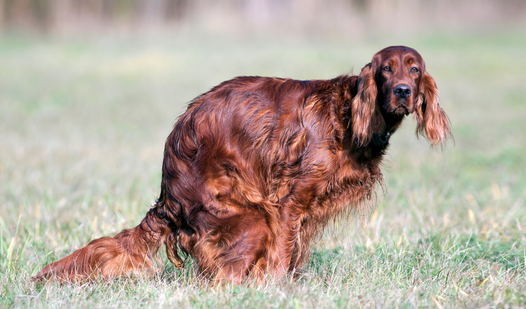 HOW TO TELL IF YOUR PUPS POOP IS HEALTHY