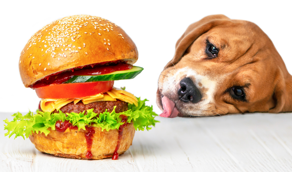 Dog Looking at Burger Wanting To Eat it