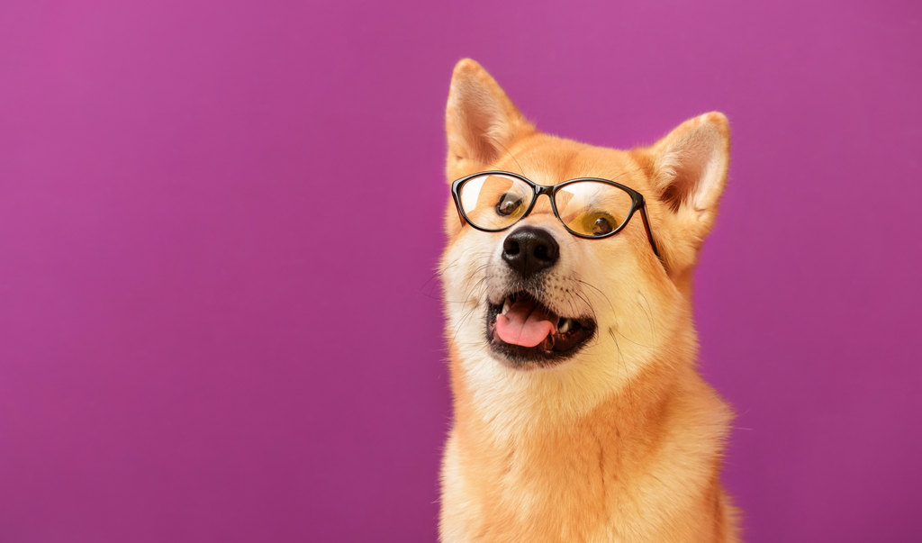 Dog with glasses on purple background