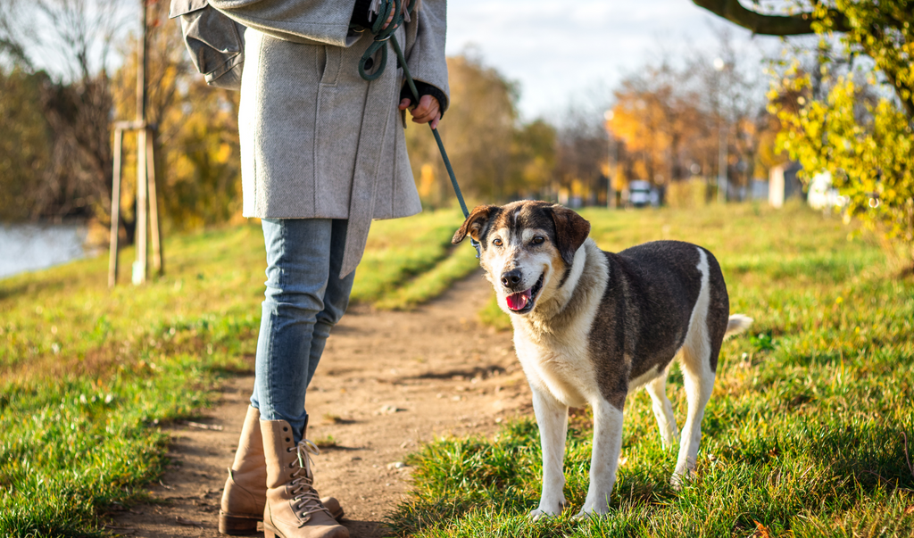 Healthy walks with Dr Woow Mobility chews and owners. Ever wonder how often should I walk my dog here is the answer.