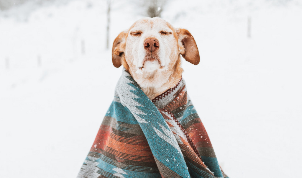 Dog with eye close and blanket due to cold weather
