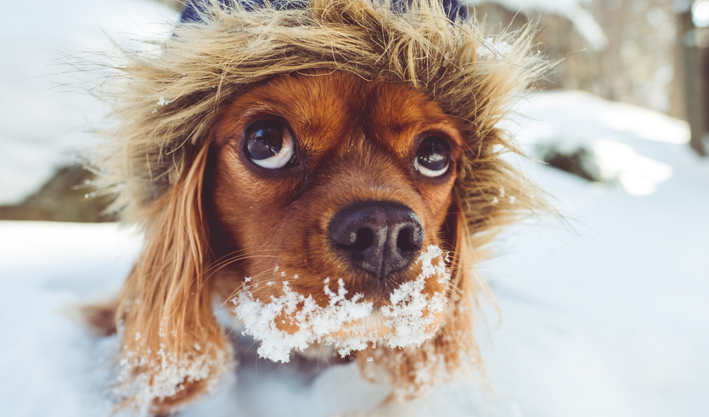 Deeper Dive: How to treat and prevent dog frostbite?