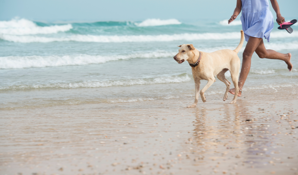 Dr Woow Tips For Your Pup this summer