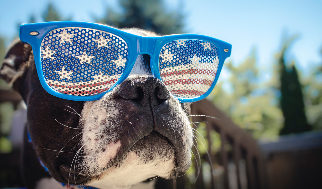 Summer dog with sunglasses for 4th of july. Cover for a blog of Dr Woow Pet Supplements