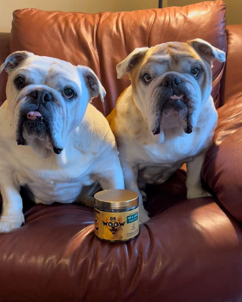 bulldogs eating the mobility chews to fight against hip dysplasia in a couch 