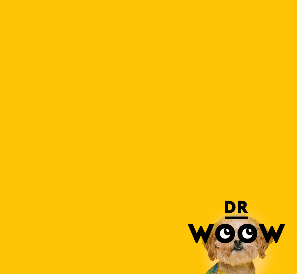 Dog with dr woow logo animated in yellow background 