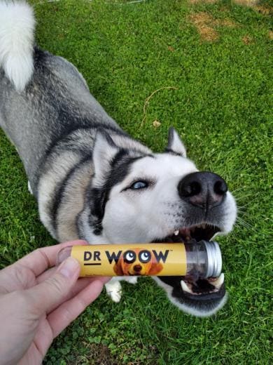 Dog eating allergy immunity soft chews to fight against seasonal allergies in the park
