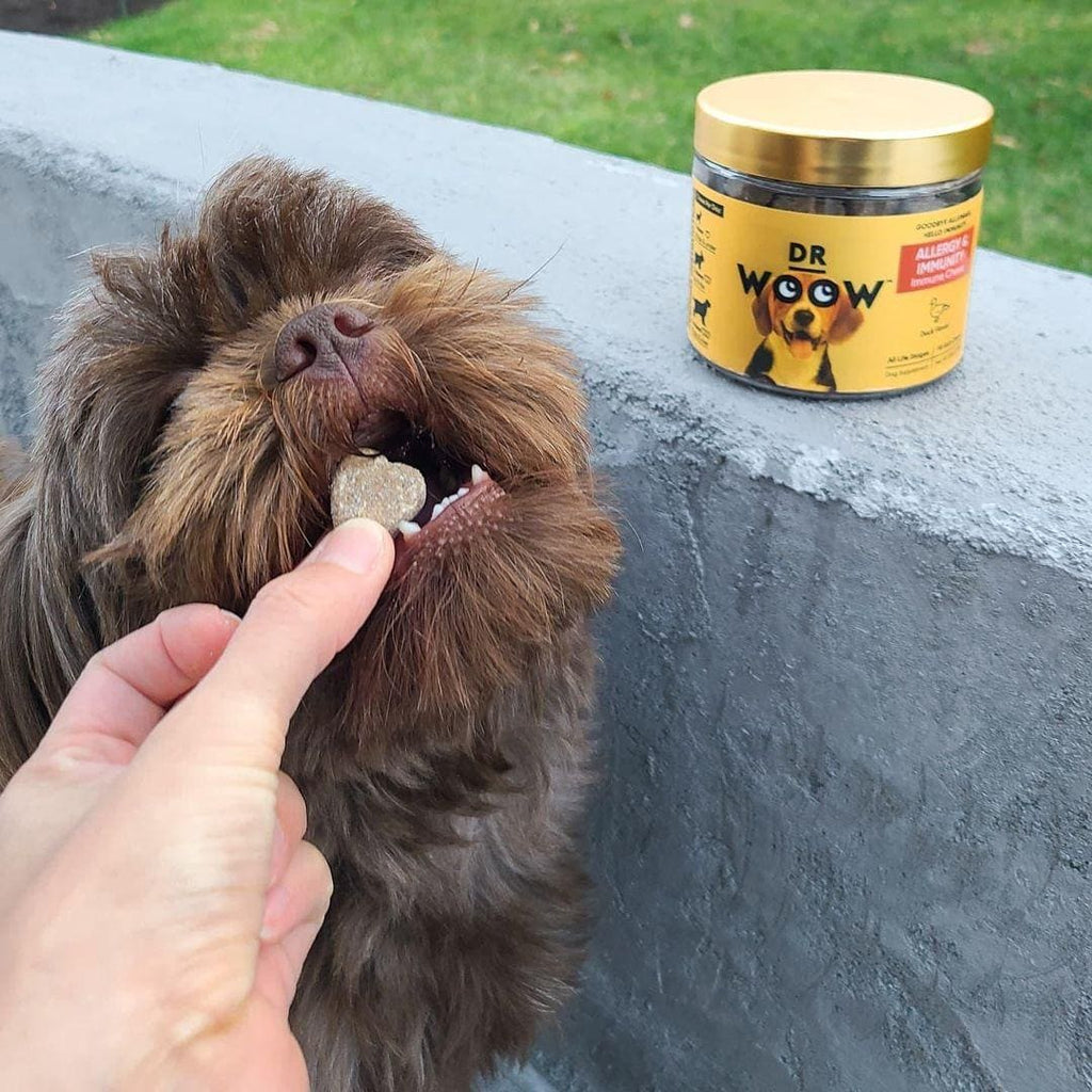 Dog eating the allergy and immunity chew to help fight seasonal allergies