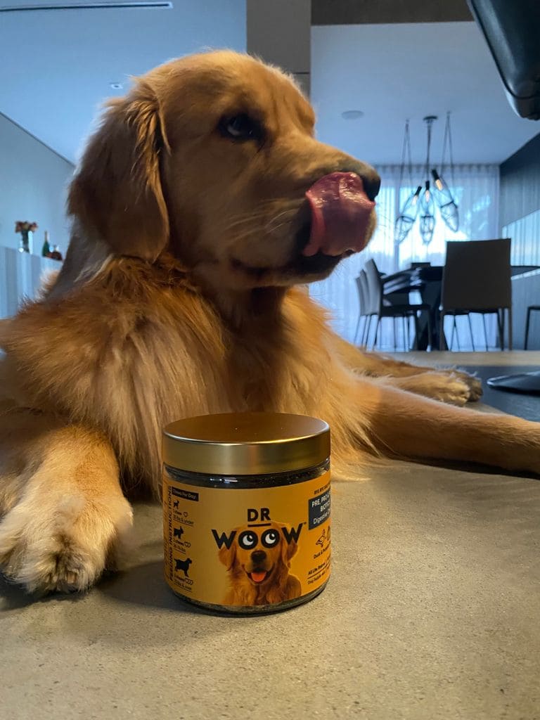 Dog eating probiotics and prebiotics supplements in the living room of a home