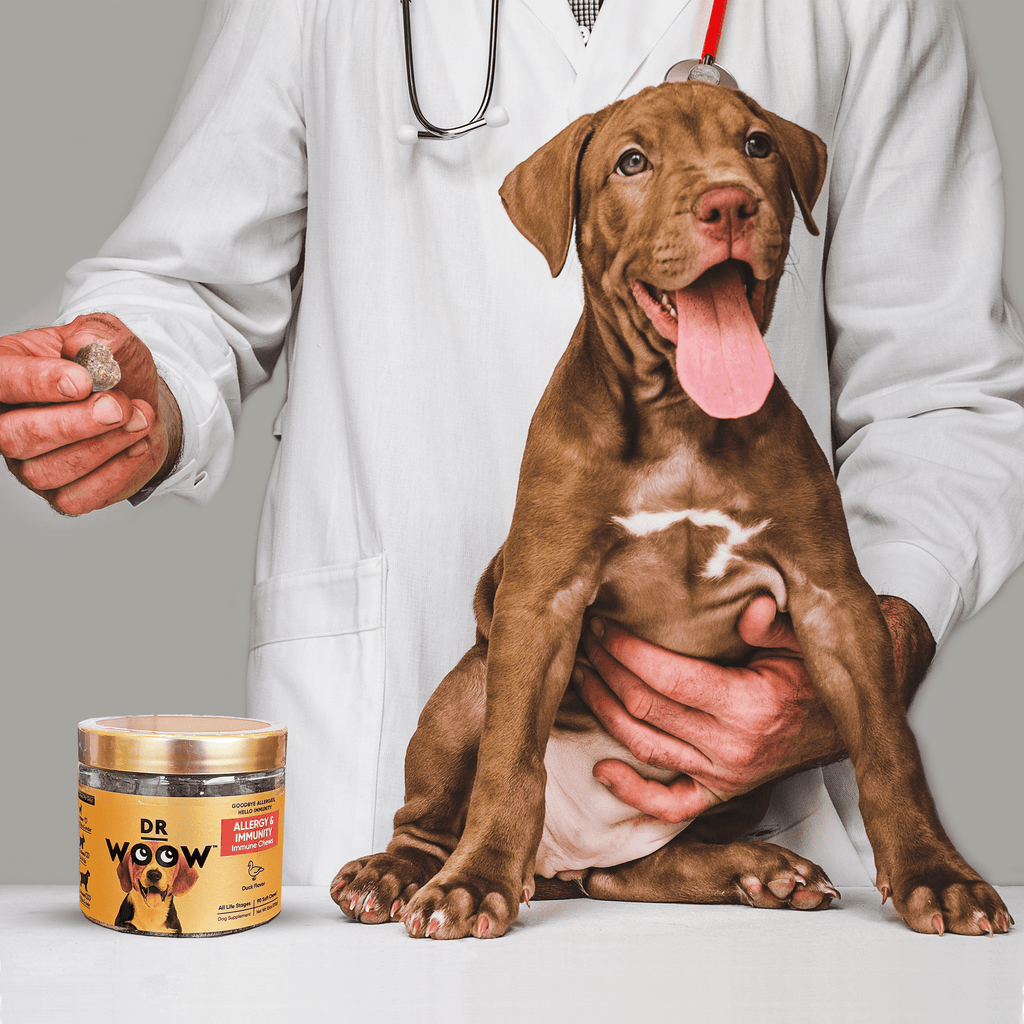 Veterinarian with allergy supplements for dogs